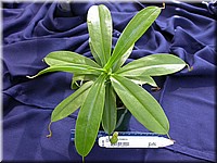 Nepenthes-tobica.JPG