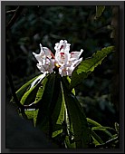 CLICK to enlarge image # 31