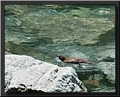 CLICK to enlarge image # 11