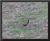 CLICK to enlarge image # 15