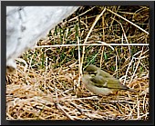 CLICK to enlarge image # 25