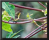 CLICK to enlarge image # 26