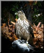 CLICK to enlarge image and start slideshow.

Image ID: DSCN8672