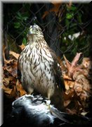 CLICK to enlarge image and start slideshow.

Image ID: DSCN8673