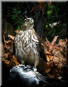 CLICK to enlarge image and start slideshow.

Image ID: DSCN8674