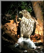 CLICK to enlarge image and start slideshow.

Image ID: DSCN8683