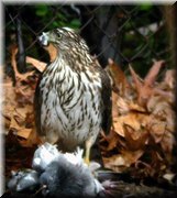 CLICK to enlarge image and start slideshow.

Image ID: DSCN8691