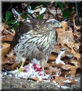 CLICK to enlarge image and start slideshow.

Image ID: DSCN8766