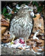 CLICK to enlarge image and start slideshow.

Image ID: DSCN8768