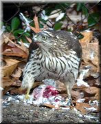 CLICK to enlarge image and start slideshow.

Image ID: DSCN8782