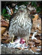 CLICK to enlarge image and start slideshow.

Image ID: DSCN8786