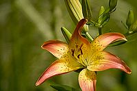 CLICK to enlarge image

Image ID: CRW_2600