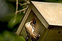 CLICK to enlarge image

Image ID: CRW_2612