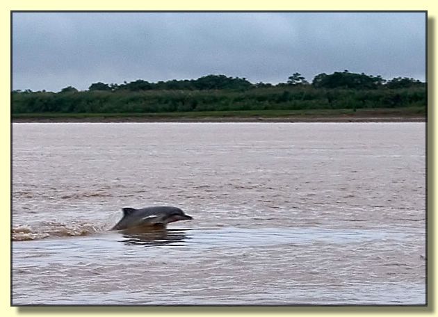 Image # 086, filename CRW_3592-RiverDolphin
