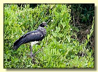 CLICK to enlarge image # 12
