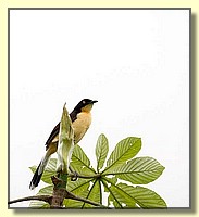 CLICK to enlarge image # 14