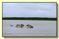 CLICK to enlarge image # 87