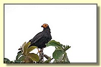 CLICK to enlarge image # 16