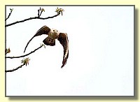 CLICK to enlarge image # 19