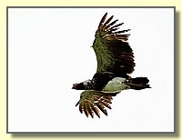CLICK to enlarge image # 13