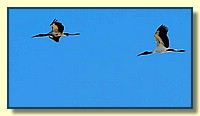 CLICK to enlarge image # 37
