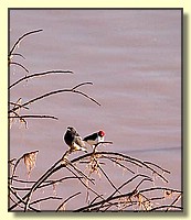 CLICK to enlarge image # 38