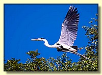 CLICK to enlarge image # 42