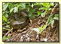 CLICK to enlarge image # 104