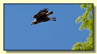CLICK to enlarge image # 46