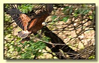 CLICK to enlarge image # 48
