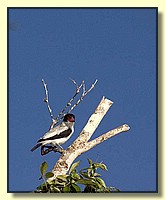 CLICK to enlarge image # 50