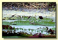 CLICK to enlarge image # 51