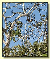 CLICK to enlarge image # 99