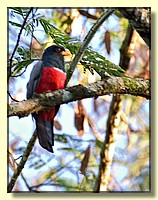 CLICK to enlarge image # 66
