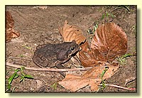 CLICK to enlarge image # 111