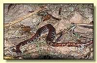 CLICK to enlarge image # 112