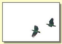 CLICK to enlarge image # 55