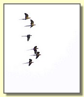 CLICK to enlarge image # 56