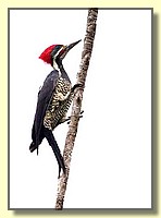 CLICK to enlarge image # 57