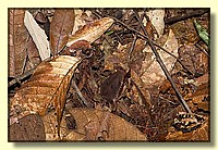 CLICK to enlarge image # 117