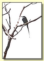 CLICK to enlarge image # 61