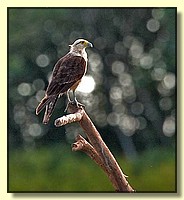 CLICK to enlarge image # 65