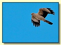 CLICK to enlarge image # 64