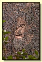 CLICK to enlarge image # 270