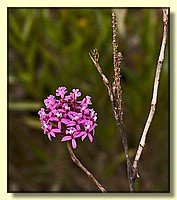 CLICK to enlarge image # 138
