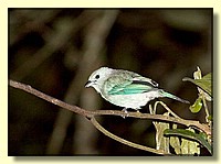 CLICK to enlarge image # 77