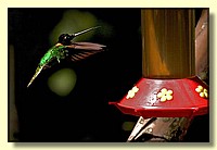 CLICK to enlarge image # 82