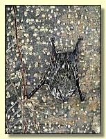 CLICK to enlarge image # 102