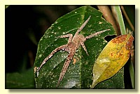 CLICK to enlarge image # 131