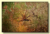 CLICK to enlarge image # 133